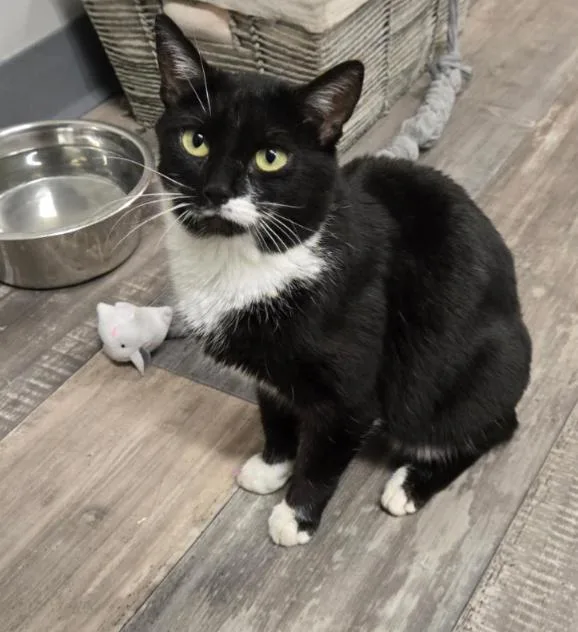 A young medium-sized female Tuxedo cat named Smooch for adoption in Carroll, OH