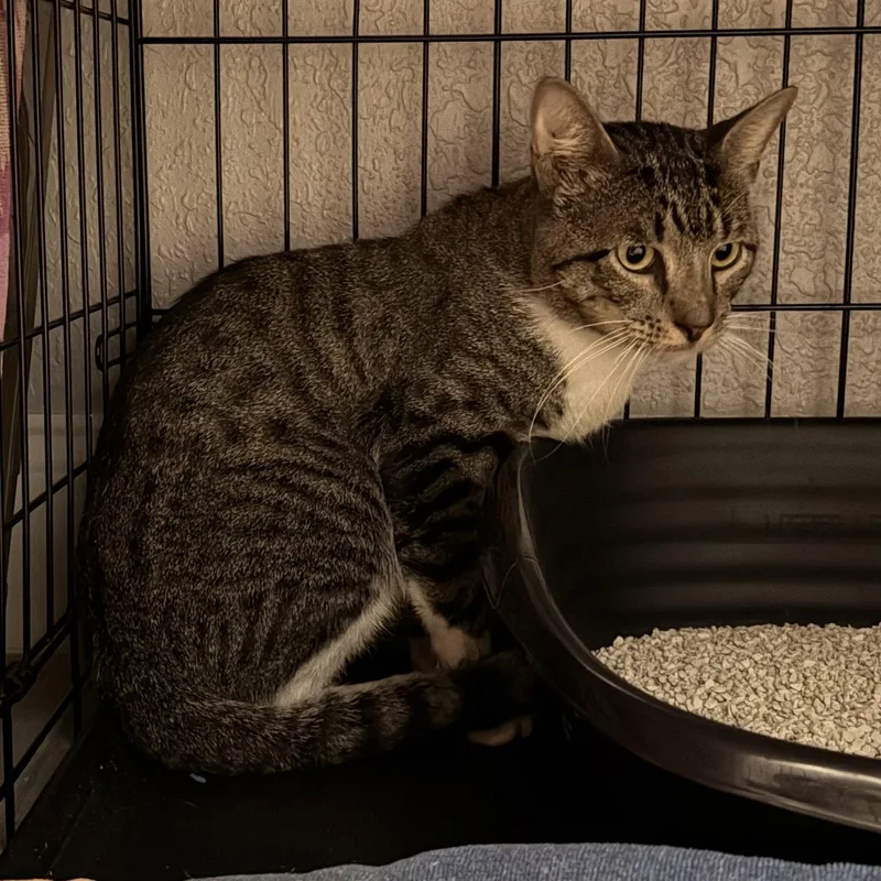An adult medium-sized male Domestic Short Hair cat named Trevor for adoption in Tampa, FL