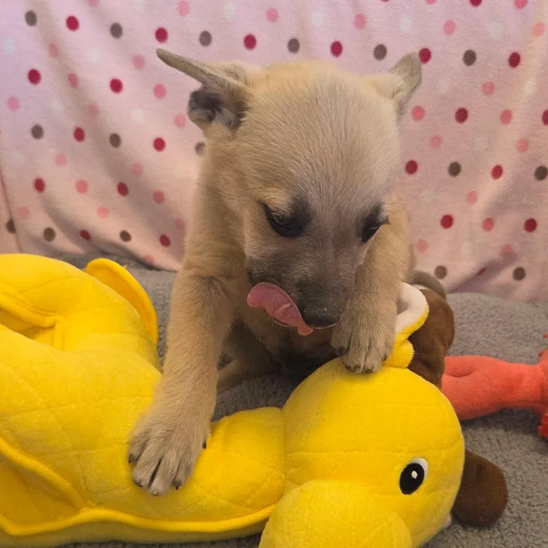 A baby small-sized male Golden Mixed Breed dog named Batmobile for adoption in Park City, UT