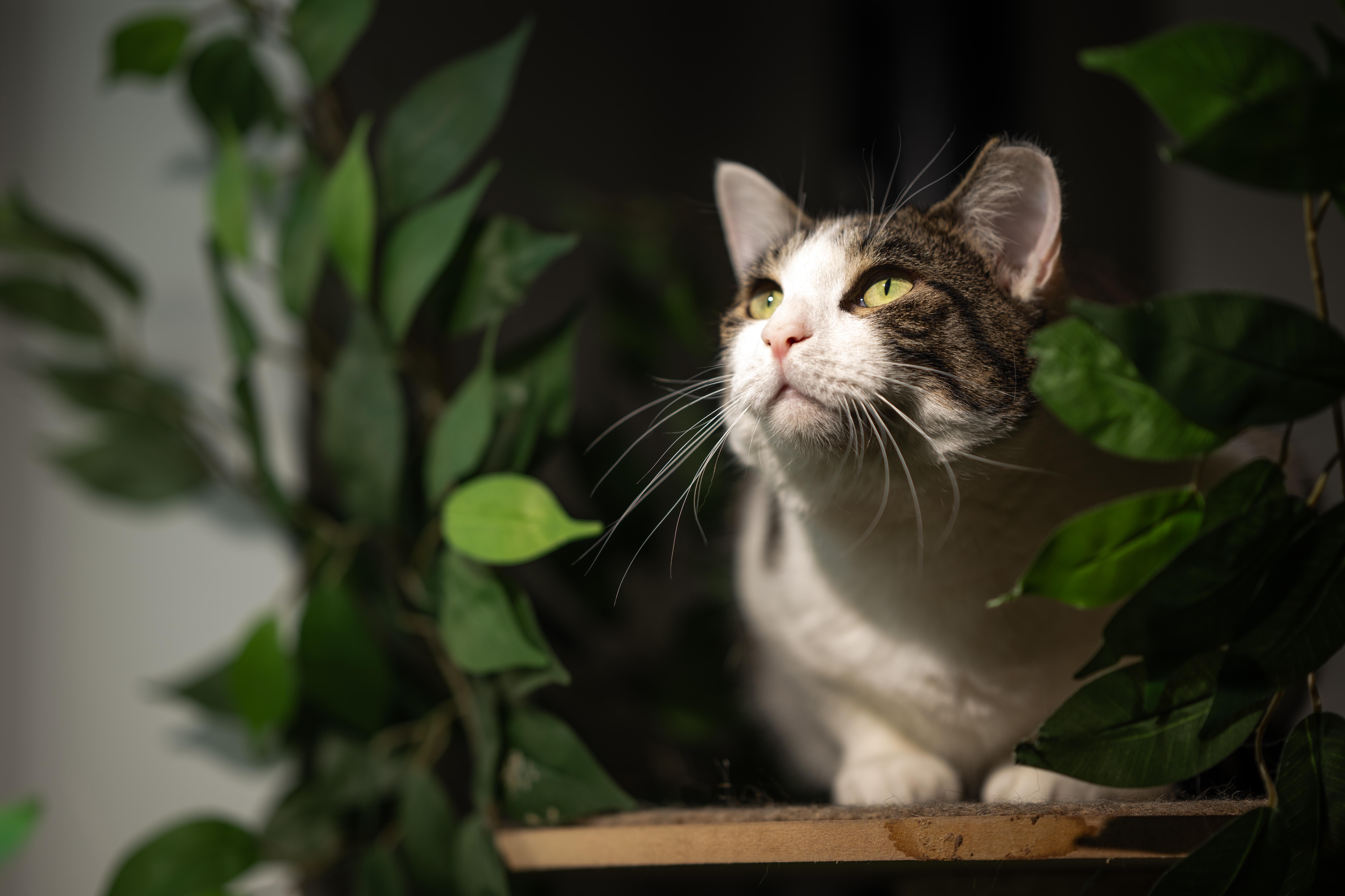 Mario And Luigi thumbnail 3