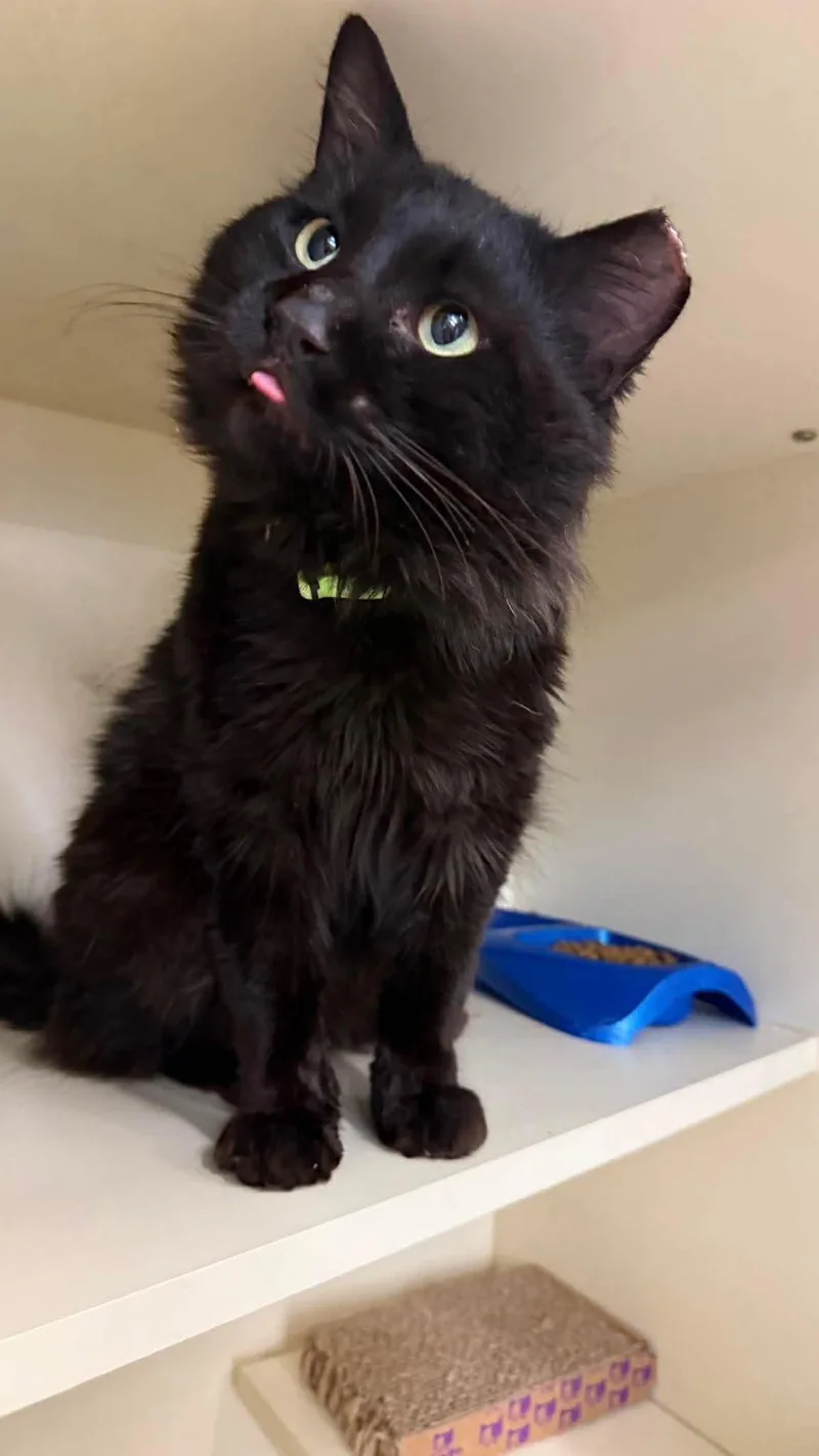 A young medium-sized male Black Domestic Long Hair cat named Midnight for adoption in Beckley, WV