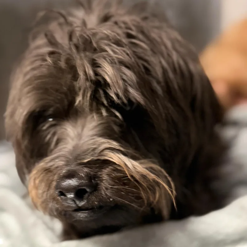 Billie & Tuck thumbnail 2