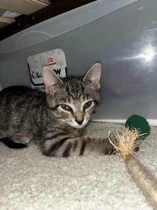 A baby small-sized male Domestic Short Hair cat named Cantucci for adoption in Fairfax, VA