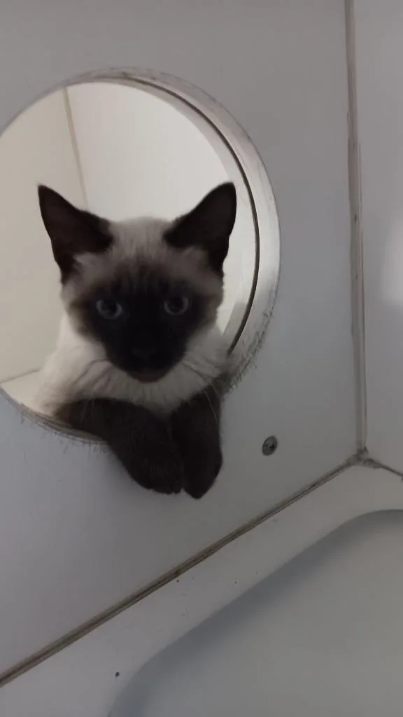 A baby small-sized male Siamese cat named Owen for adoption in Crandon, WI