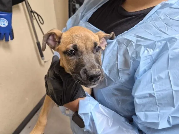 A baby large-sized female Boxer dog named Summer for adoption in Oceanside, CA
