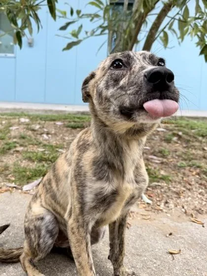 A baby small-sized female Pit Bull Terrier dog named Malibu for adoption in New Orleans, LA