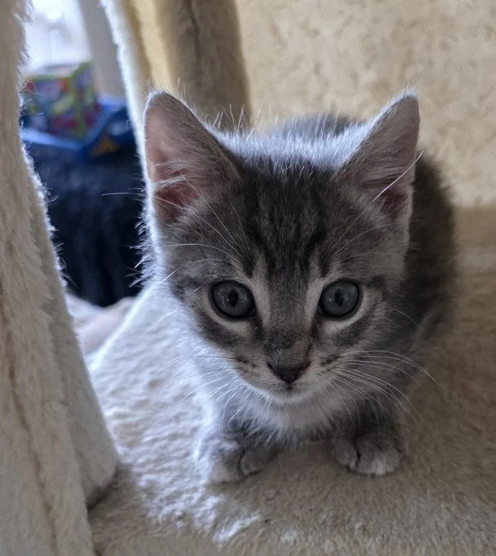 A baby medium-sized male Domestic Short Hair cat named Krypton for adoption in Rosenberg, TX