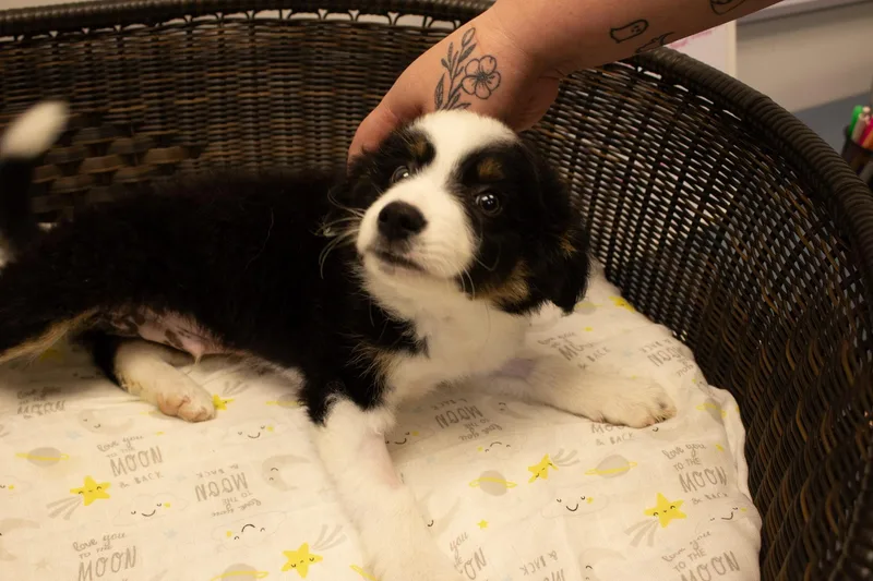 George thumbnail 4