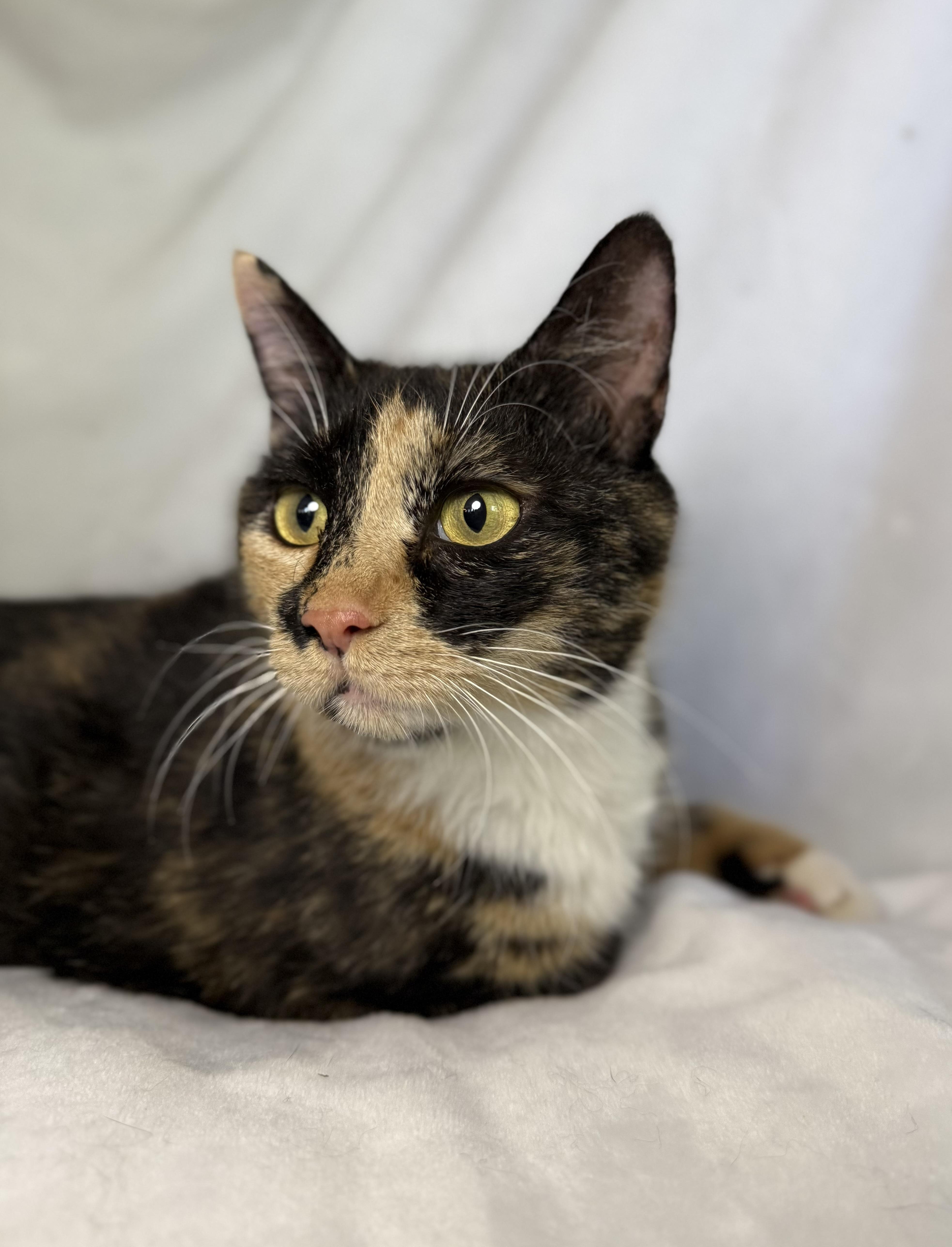 A young medium-sized female Calico Domestic Short Hair cat named Margo for adoption in Greensboro, NC