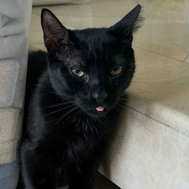 A young medium-sized male Black Domestic Short Hair cat named Ronny for adoption in Hamburg, NY