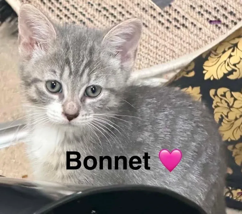 A baby small-sized female Tabby (Gray / Blue / Silver) Tabby cat named Bonnet for adoption in Beckley, WV