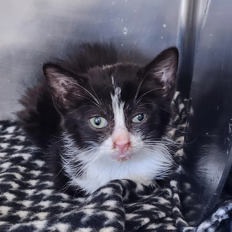 A baby small-sized male Black Domestic Short Hair cat named Sailor for adoption in Delaware, OH