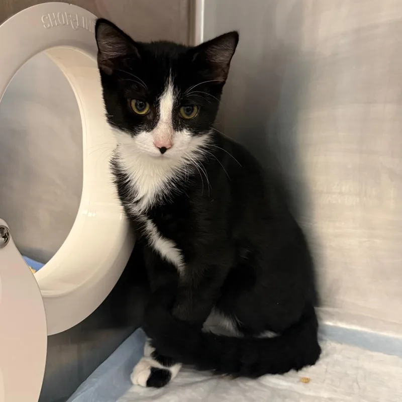 A baby medium-sized male Domestic Short Hair cat named Tux for adoption in West Palm Beach, FL