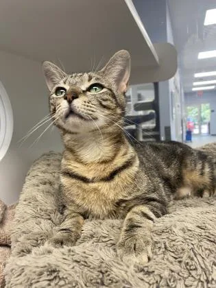 Periwinkle thumbnail 2