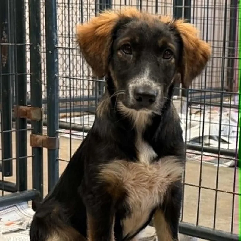 A young medium-sized female Black Collie dog named Mallory for adoption in Washington, DC