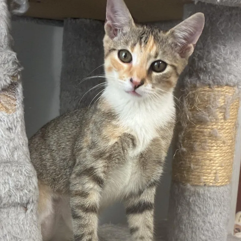 A baby medium-sized female Brown / Chocolate Domestic Short Hair cat named Molly for adoption in Jupiter, FL