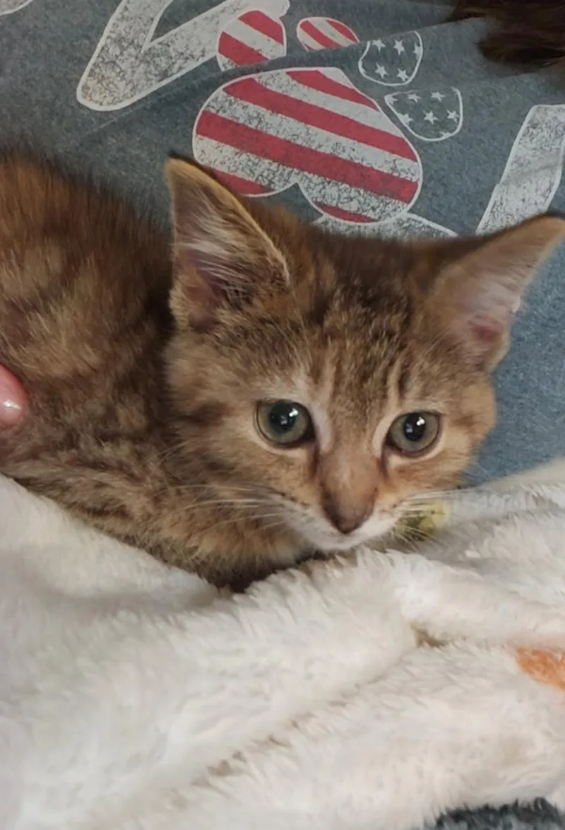 A baby medium-sized female American Shorthair cat named Ruby for adoption in Ashland, OH