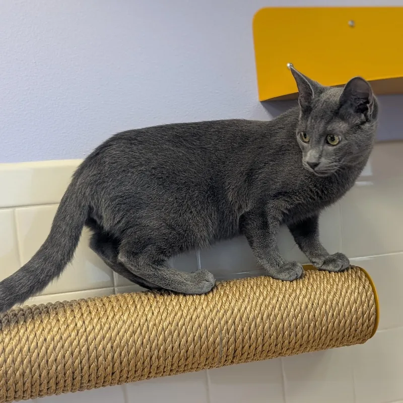 An adult medium-sized male Gray / Blue / Silver Domestic Short Hair cat named Foo Fighter Reduced for adoption in Jefferson, WI