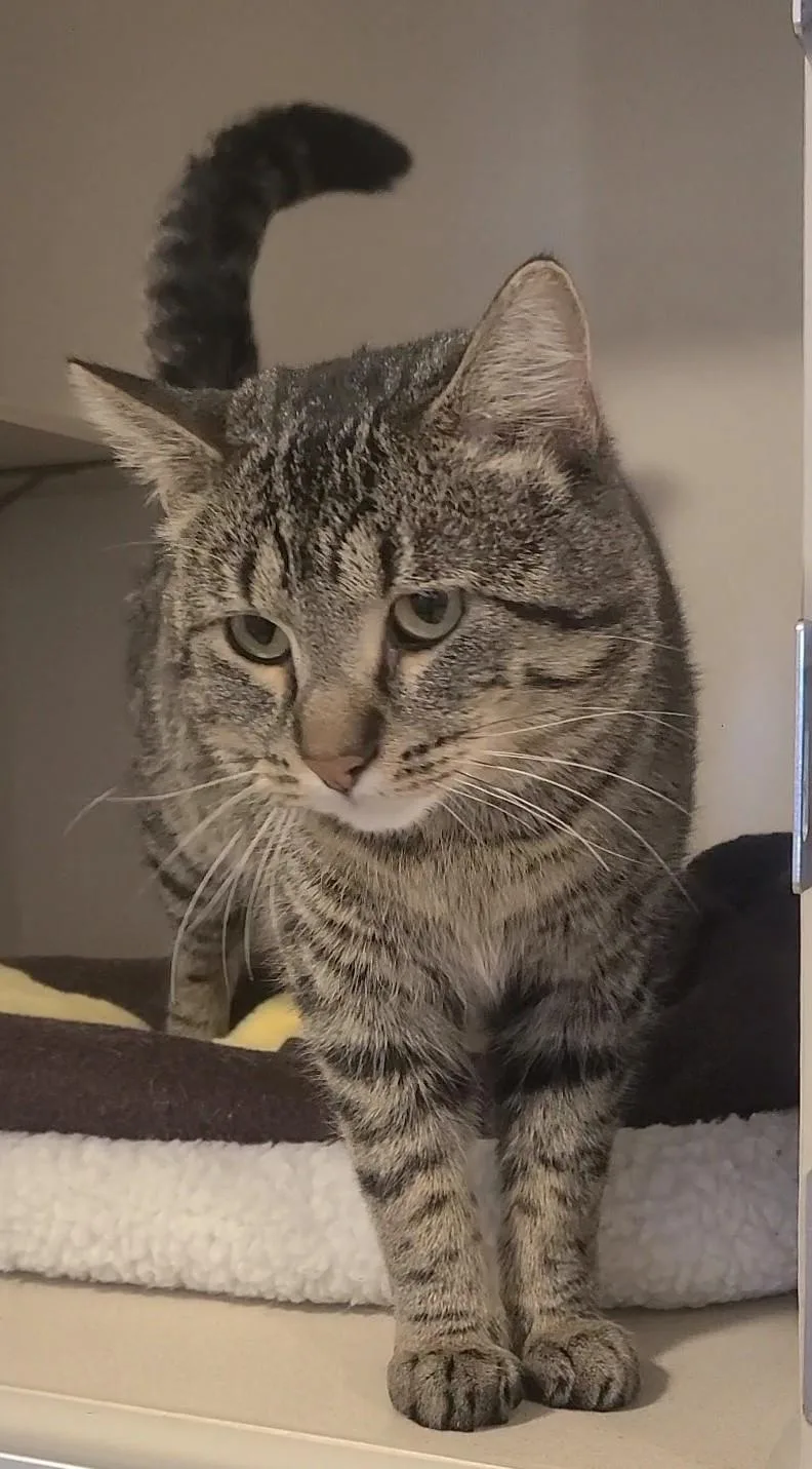An adult medium-sized male Tabby (Brown / Chocolate) Domestic Short Hair cat named Bert for adoption in Elizabeth, IL