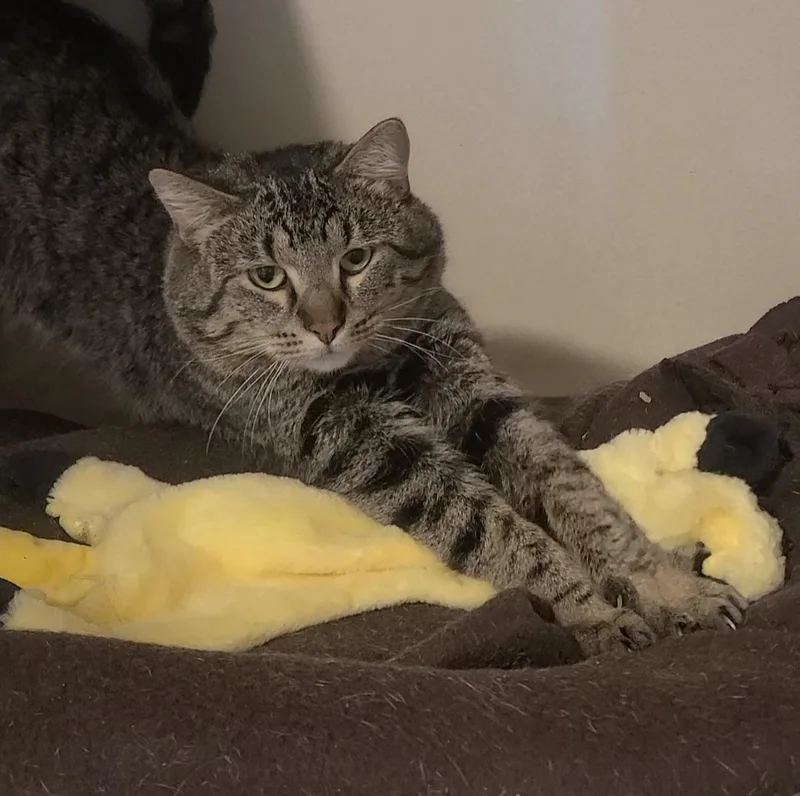 Bert thumbnail 2