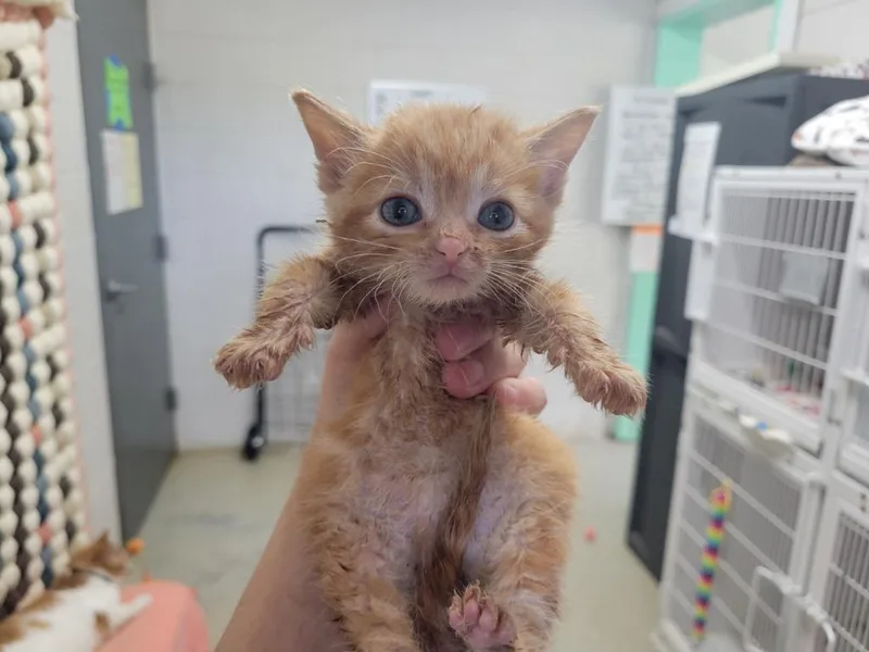 A baby small-sized female Domestic Short Hair cat named Mandy for adoption in Camden, TN