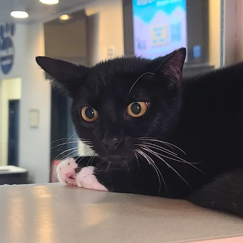 A young medium-sized male Black Domestic Short Hair cat named Mr. Business for adoption in Galveston, TX