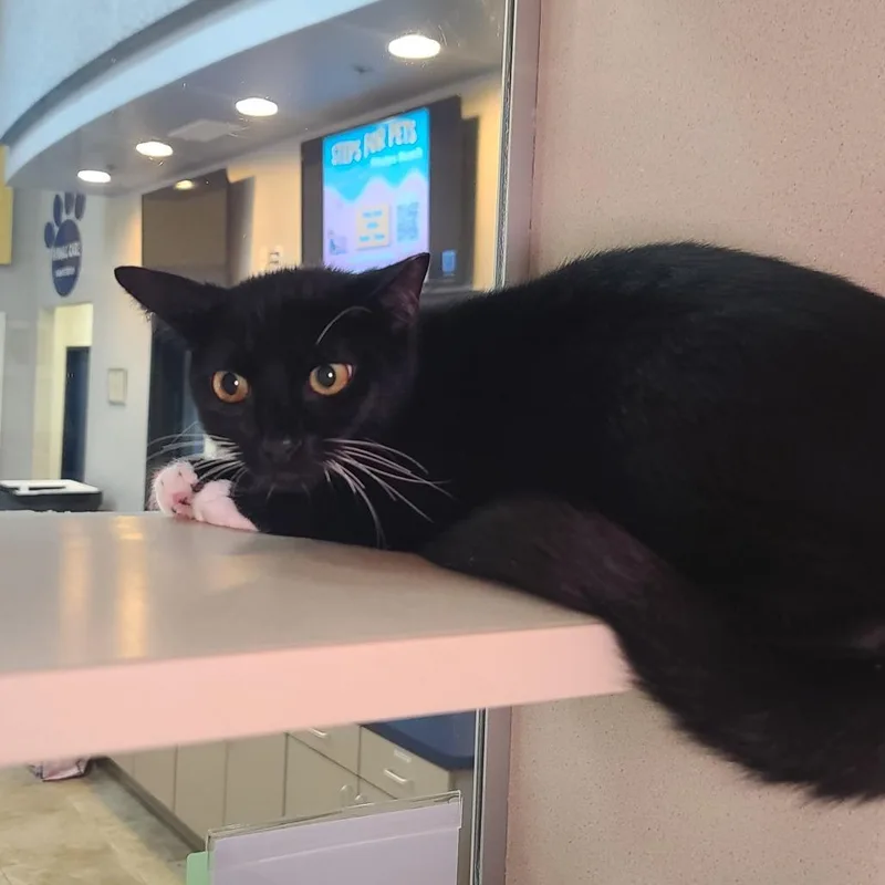 Mr. Business thumbnail 2