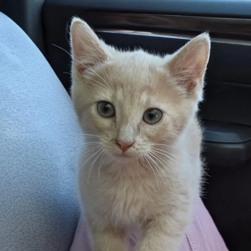 A baby small-sized male Buff / Tan / Fawn Domestic Short Hair cat named Cannonball for adoption in Newport News, VA