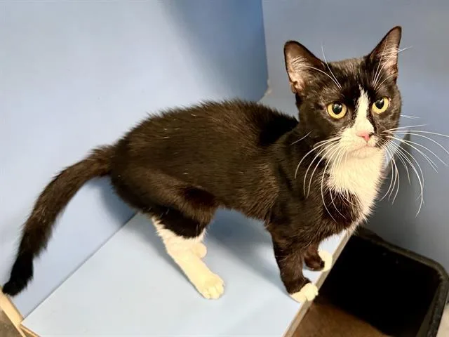 A young medium-sized male Domestic Short Hair cat named Flaxseed for adoption in Martinez, CA