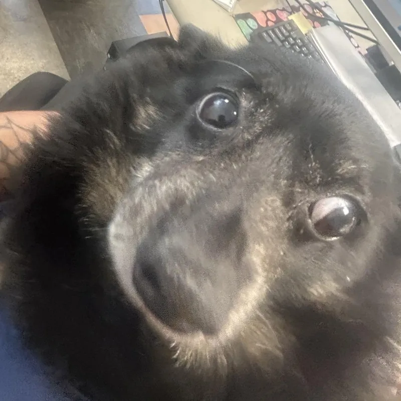 A senior small-sized male Black Chihuahua dog named Simba for adoption in Philadelphia, PA