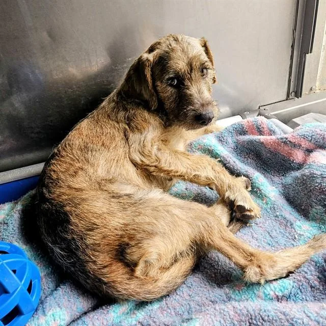 A young medium-sized female Border Terrier dog named Buffy for adoption in Camarillo, CA