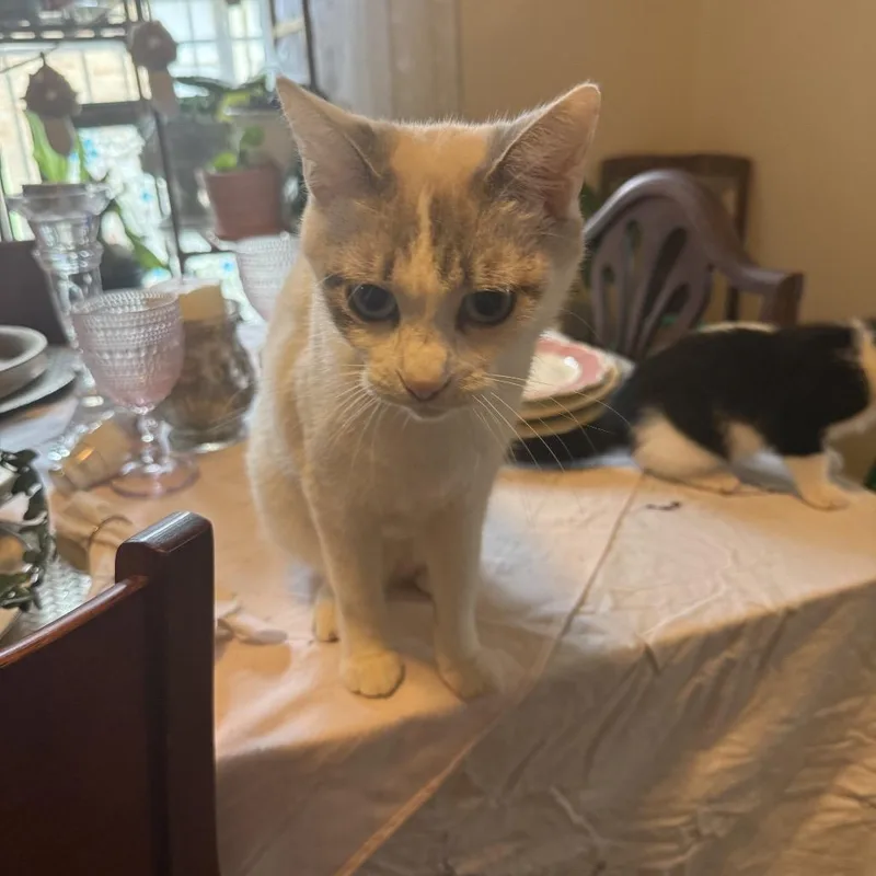 A young medium-sized female White Siamese cat named Jade for adoption in Houston, TX