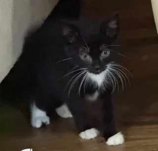A baby large-sized male Black & White / Tuxedo Domestic Short Hair cat named Stewart for adoption in Lemoyne, PA