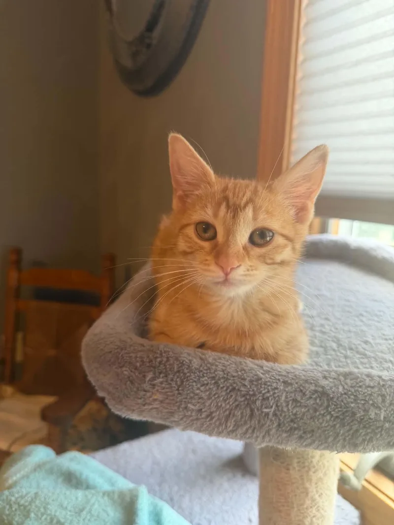 A baby medium-sized female Orange / Red Domestic Short Hair cat named Trudy for adoption in Battle Creek, MI