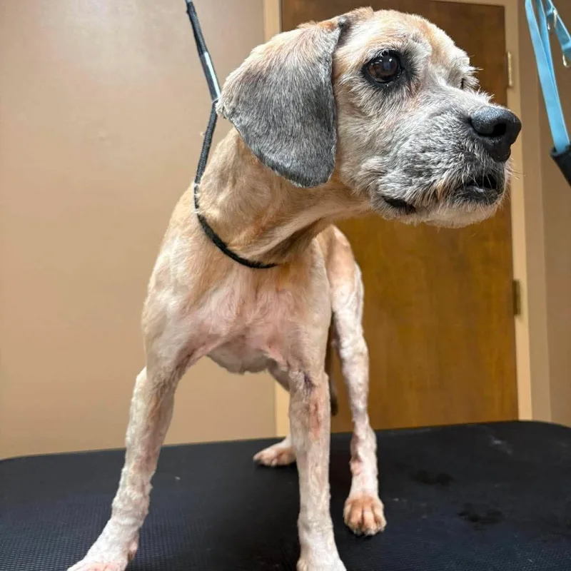 A senior medium-sized male Brown / Chocolate Spaniel dog named Jack for adoption in Wichita, KS