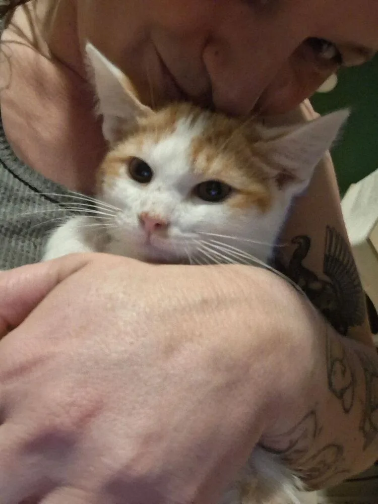 A baby small-sized male Orange & White Domestic Short Hair cat named Klatschmohn for adoption in Dayton, OH