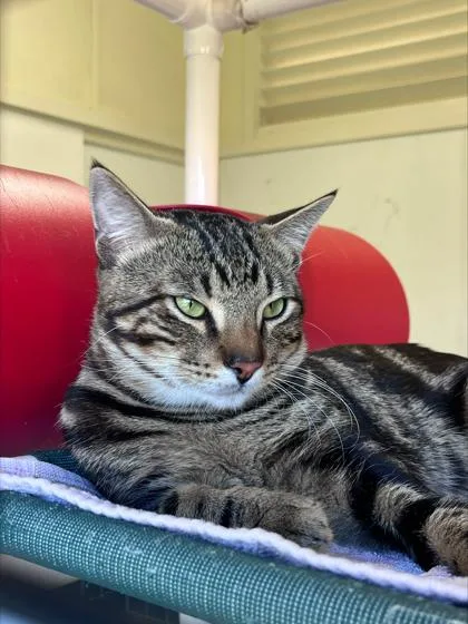An adult small-sized male Domestic Short Hair cat named Nemo for adoption in Honolulu, HI