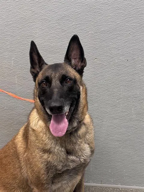 An adult small-sized female Belgian Shepherd / Malinois dog named Bella for adoption in Las Vegas, NV