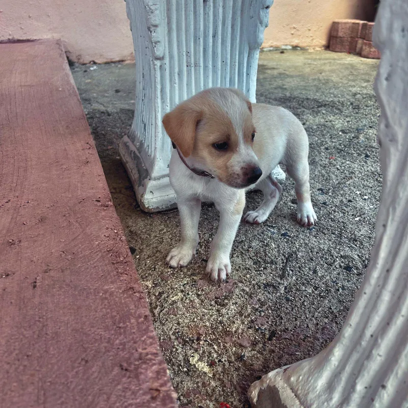 A baby medium-sized female Yellow / Tan / Blond / Fawn Golden Retriever dog named Matt for adoption in New York, NY