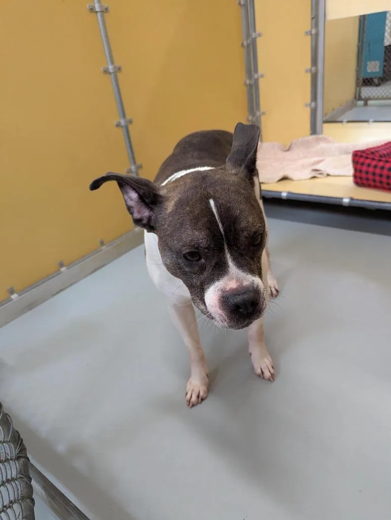 A senior medium-sized female Boxer dog named Rosie for adoption in Culpeper, VA