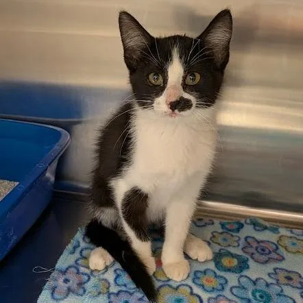 A baby small-sized female Black Domestic Short Hair cat named Crackers for adoption in Hannibal, MO