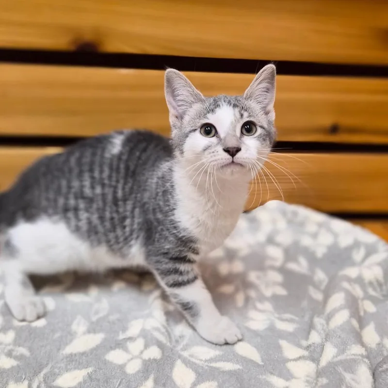 A baby small-sized female Domestic Short Hair cat named Versace for adoption in Woodstock, IL