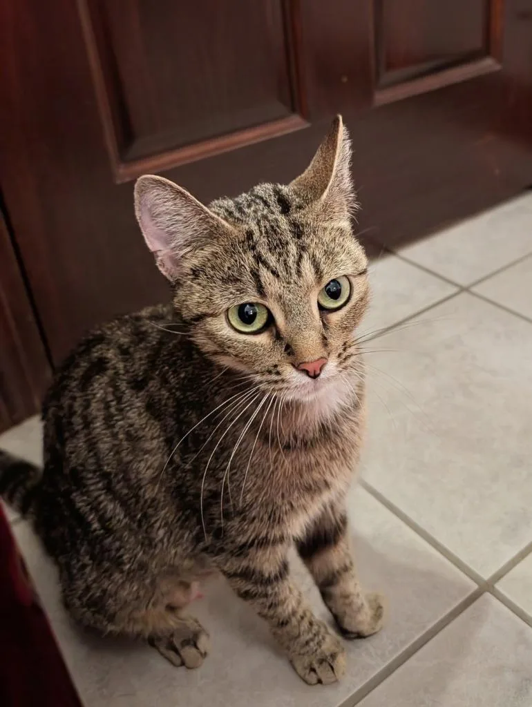 A young medium-sized female Domestic Short Hair cat named Cinnamon for adoption in Wintersville, OH