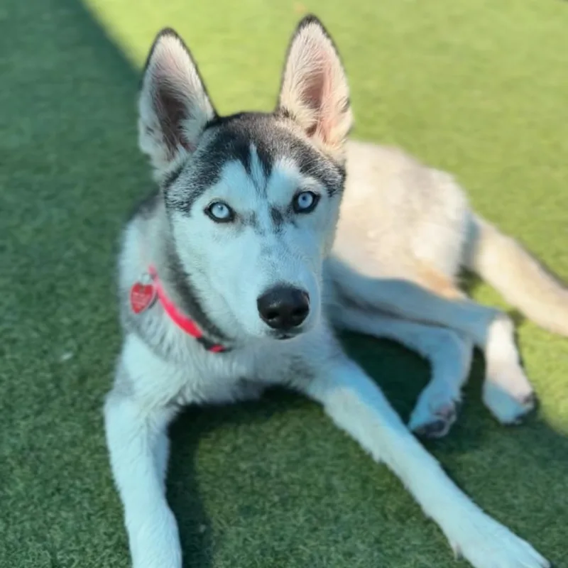 A young small-sized female Husky dog named Adeline A for adoption in Mission Hills, CA