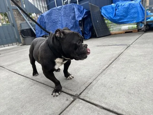 An adult medium-sized male Mixed Breed dog named Terrence for adoption in New York, NY