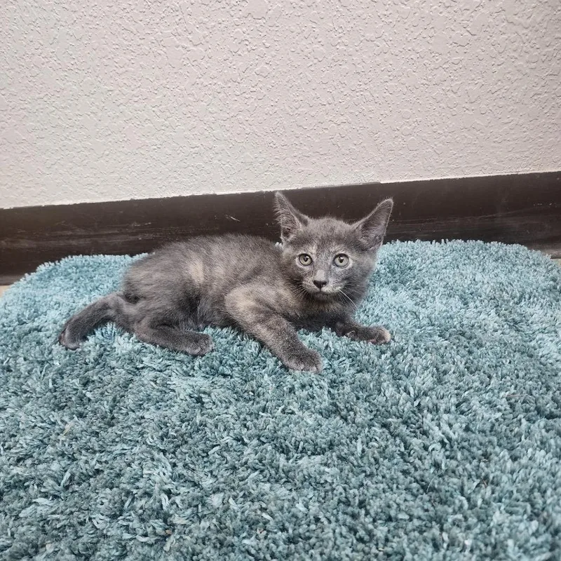 A baby small-sized female Gray / Blue / Silver American Shorthair cat named Cleo for adoption in Collinsville , OK