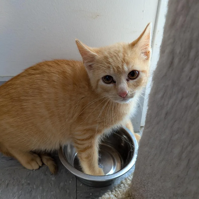 A baby small-sized male Orange / Red Domestic Short Hair cat named Annatto for adoption in Rocky Mount, VA