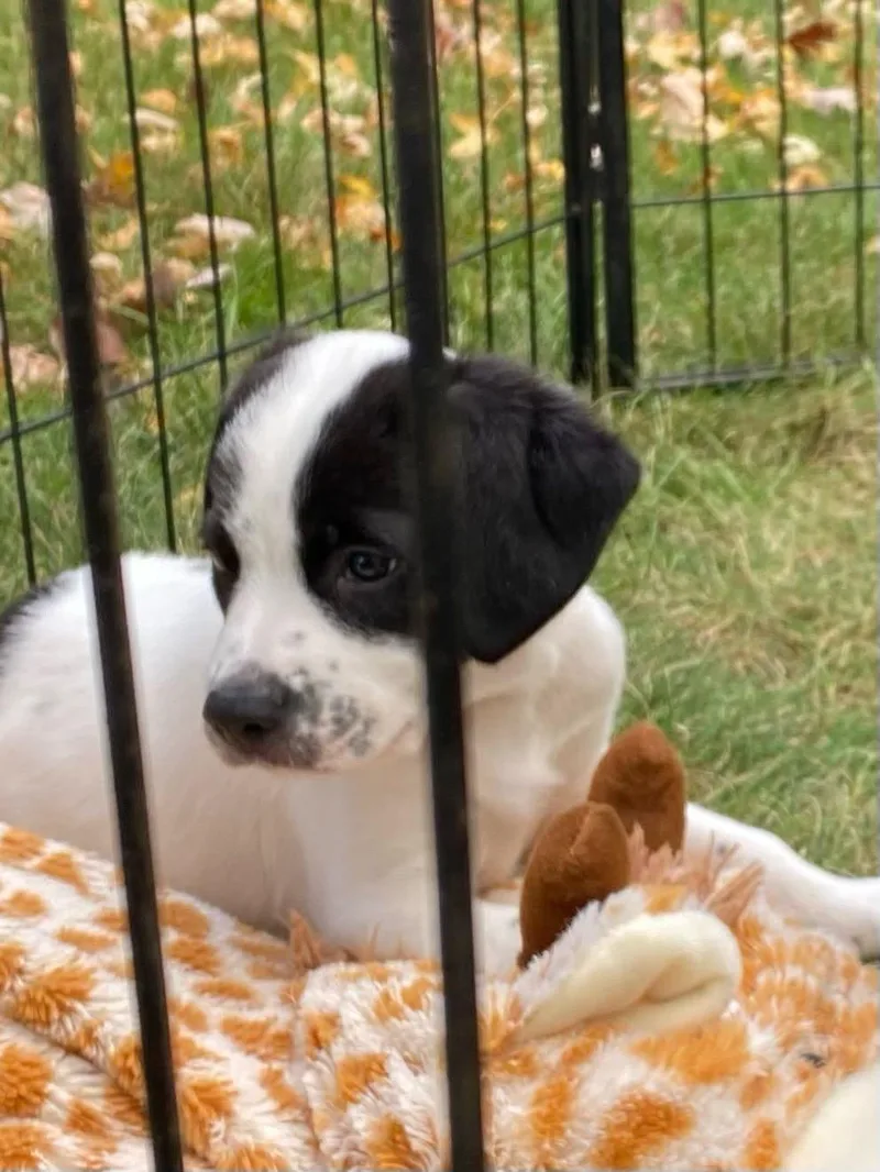 A baby medium-sized male Australian Shepherd dog named Ernie for adoption in Elk River, MN