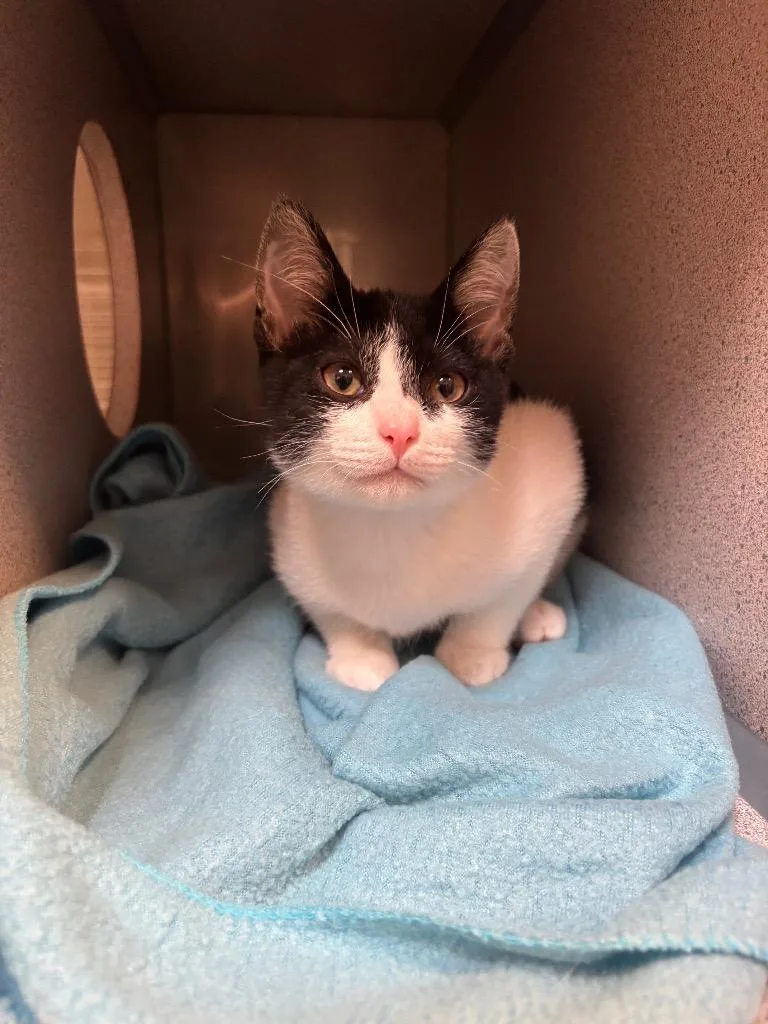 A baby small-sized male Domestic Short Hair cat named QBert for adoption in Liverpool, NY