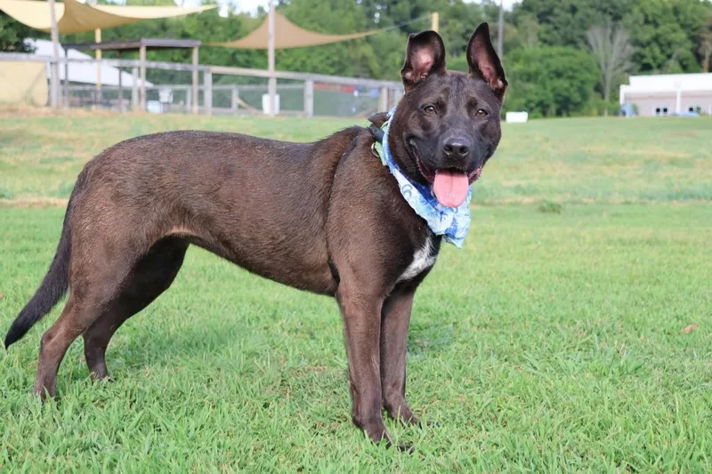 A young large-sized female Mixed Breed dog named Juno for adoption in Columbia, TN